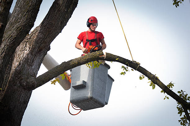 Leaf Removal in Dayton, MN